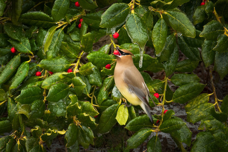 Entry image for A Taste of Winter. Clicking this image will show a larger photo