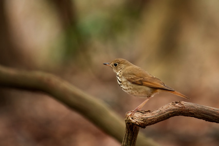 Entry image for Unexpected Guest. Clicking this image will show a larger photo