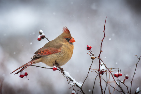 Entry image for Winter's Queen. Clicking this image will show a larger photo
