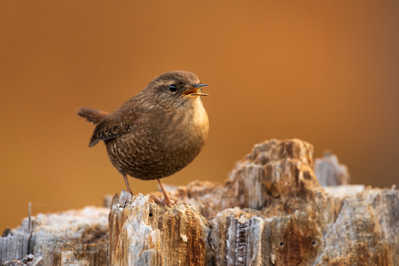 Entry image for A Wren's Call. Clicking this image will show a larger photo