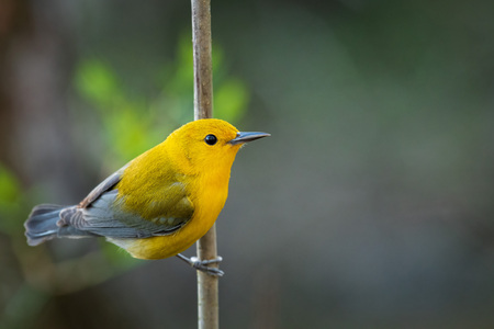 Entry image for Swamp Jewel. Clicking this image will show a larger photo