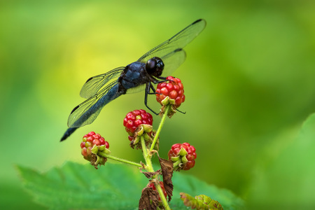 Entry image for Dragon Pause. Clicking this image will show a larger photo