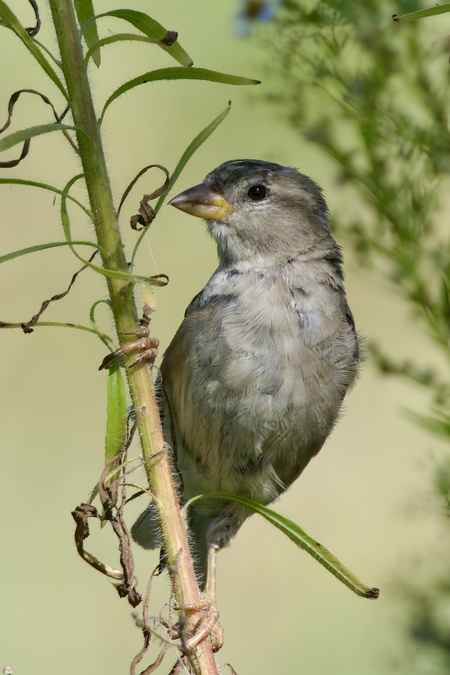 Entry image for Common beauty. Clicking this image will show a larger photo