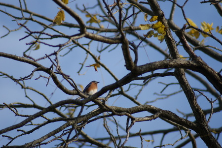 Entry image for Bluebird Resting on Branch. Clicking this image will show a larger photo