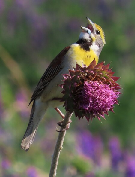 Entry image for Dickcissel on a thistle. Clicking this image will show a larger photo