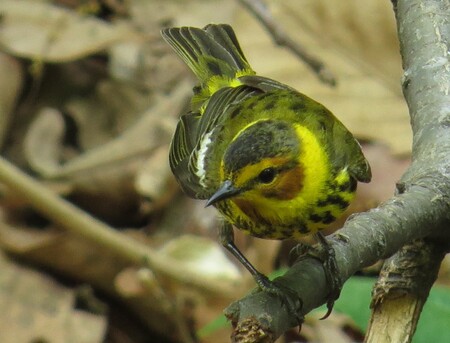 Entry image for Monticello gem - Cape May Warbler. Clicking this image will show a larger photo