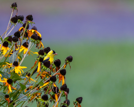 Entry image for Goldfinch's fall feast. Clicking this image will show a larger photo