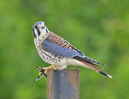 Entry image for Dragonfly for Lunch. Clicking this image will show a larger photo