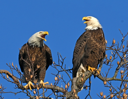 Entry image for Singing Eagles. Clicking this image will show a larger photo