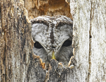 Entry image for Barred Owl. Clicking this image will show a larger photo