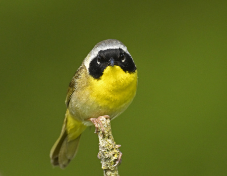 Entry image for Common Yellowthroat. Clicking this image will show a larger photo