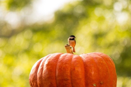 Entry image for Lil’ Pumpkin Patch Visitor. Clicking this image will show a larger photo