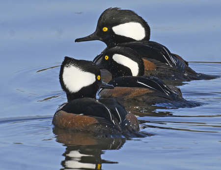 Entry image for Hooded Mergansers. Clicking this image will show a larger photo