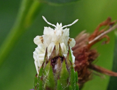 Entry image for Alien among us.. Clicking this image will show a larger photo