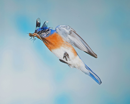 Entry image for Bluebird and Dragonfly. Clicking this image will show a larger photo