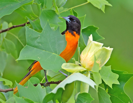 Entry image for Baltimore Oriole. Clicking this image will show a larger photo