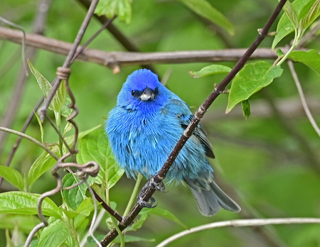 Entry image for Indigo Bunting. Clicking this image will show a larger photo