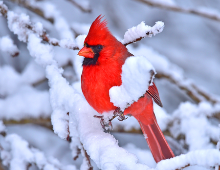 Entry image for Northern Cardinal in snow. Clicking this image will show a larger photo