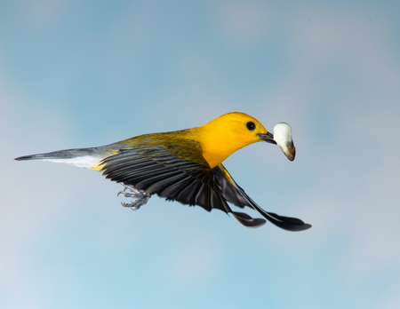 Entry image for Quickly getting rid of the chick's output. . Clicking this image will show a larger photo