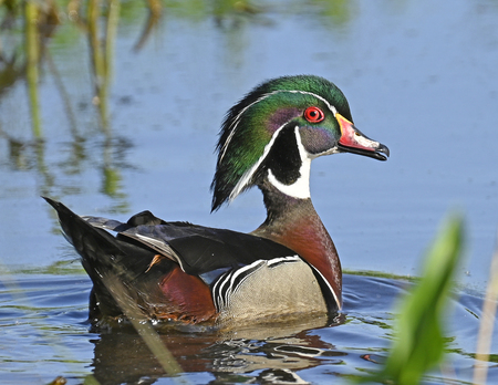 Entry image for Wood Duck. Clicking this image will show a larger photo