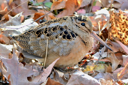 Entry image for American Woodcock. Clicking this image will show a larger photo