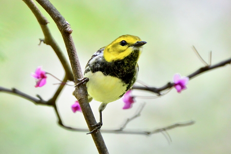 Entry image for Black-throated Green Warbler. Clicking this image will show a larger photo