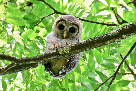 Entry image for Branching Barred Owlet. Clicking this image will show a larger photo