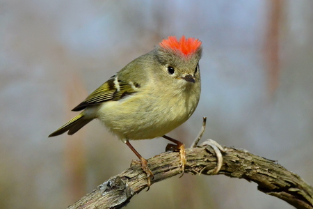 Entry image for Excited Ruby-crowned Kinglet. Clicking this image will show a larger photo