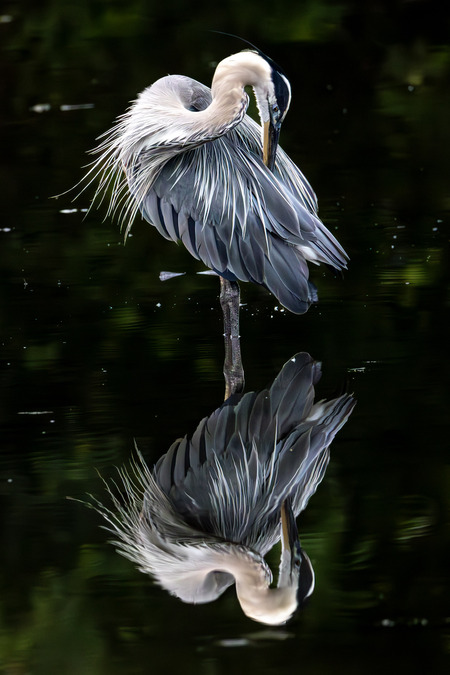 Entry image for Great Blue Heron. Clicking this image will show a larger photo