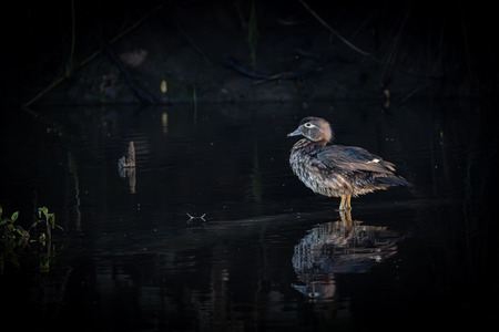 Entry image for Wood Duck. Clicking this image will show a larger photo