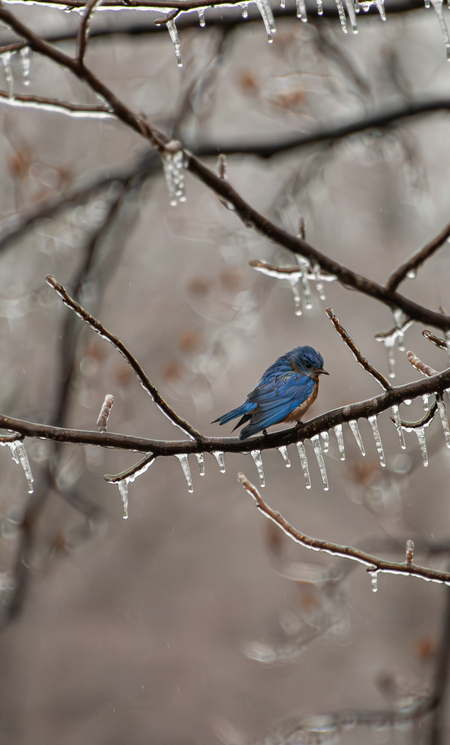 Entry image for Cold Bluebird. Clicking this image will show a larger photo