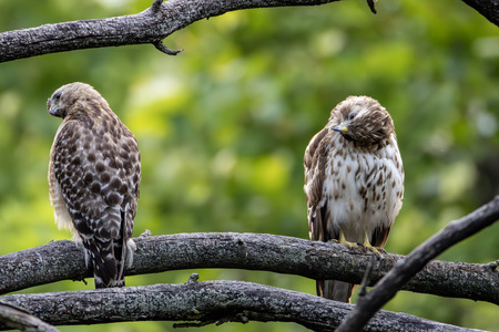 Entry image for Red Shouldered Hawks. Clicking this image will show a larger photo