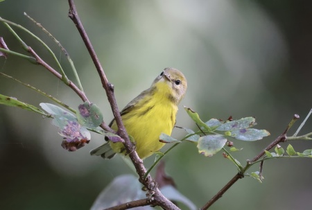 Entry image for Pine Warbler. Clicking this image will show a larger photo