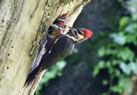 Entry image for Pileated Woodpeckers. Clicking this image will show a larger photo