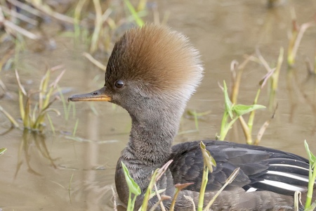 Entry image for Nothing like a new hair cut!. Clicking this image will show a larger photo