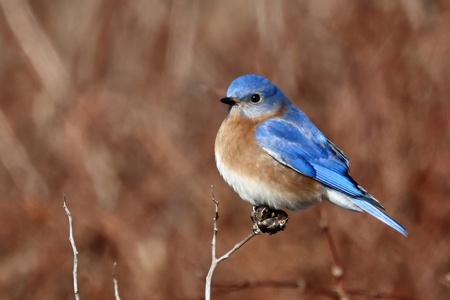 Entry image for Eastern Bluebird all decked out to the 9s. Clicking this image will show a larger photo
