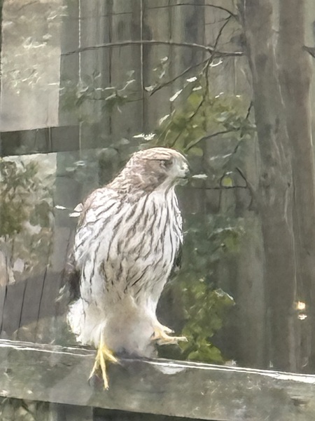 Entry image for Cooper’s Hawk. Clicking this image will show a larger photo