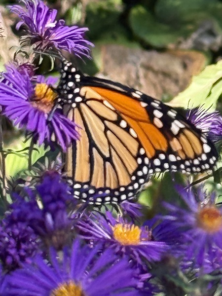 Entry image for Monarch. Clicking this image will show a larger photo