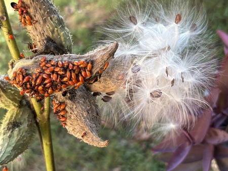 Entry image for Bugs on Milkweed. Clicking this image will show a larger photo