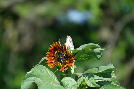 Entry image for Garden Harmony. Clicking this image will show a larger photo