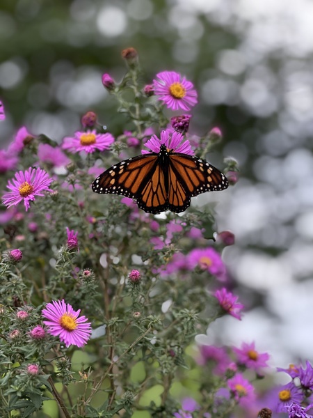 Entry image for Monarch of the Asters. Clicking this image will show a larger photo