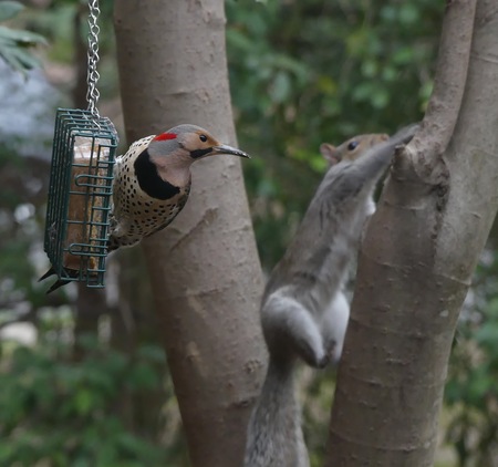 Entry image for Northern Flicker & Eastern Gray Squirrel. Clicking this image will show a larger photo