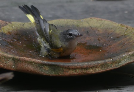 Entry image for Make that "yellowstart". Clicking this image will show a larger photo