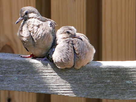 Entry image for Supportive Siblings. Clicking this image will show a larger photo