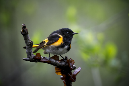 Entry image for American Redstart. Clicking this image will show a larger photo