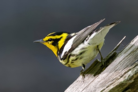Entry image for Blackburnian Warbler. Clicking this image will show a larger photo
