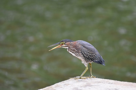 Entry image for Green Heron. Clicking this image will show a larger photo