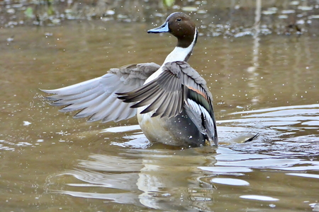 Entry image for Northern Pintail bathing. Clicking this image will show a larger photo