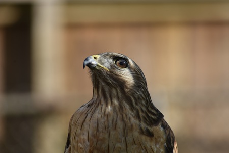 Entry image for Red-Shouldered Hawk . Clicking this image will show a larger photo