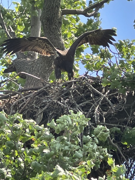 Entry image for Juvenile Eagle eating. Clicking this image will show a larger photo